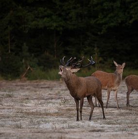 Deer 22