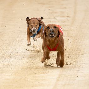Dog Race 2