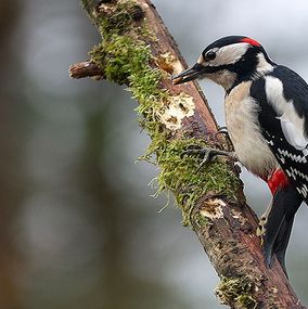 Spotted-Woodpecker-2