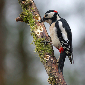 Spotted-Woodpecker-2