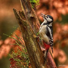 Spotted-Woodpecker-HDR