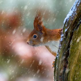 Squirrel_11_in_Snow
